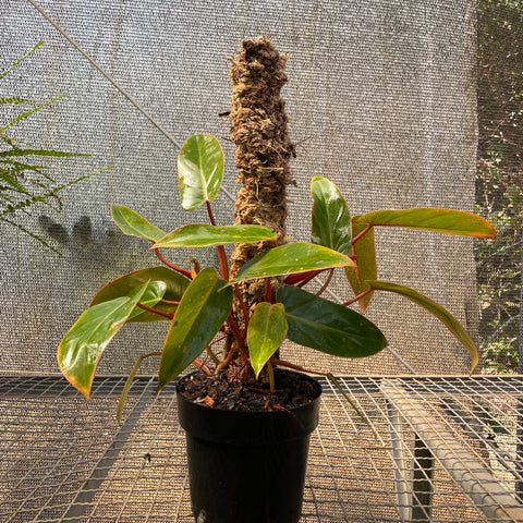 Philodendron 'Painted Lady'