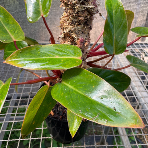 Philodendron 'Painted Lady'