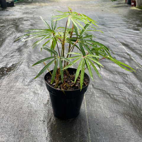 Anthurium polyschistum