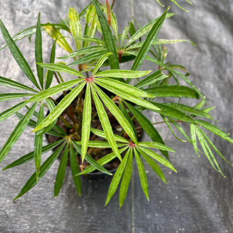 Anthurium polyschistum