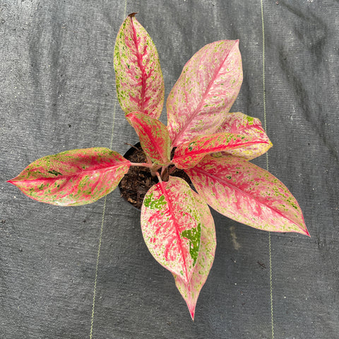 Aglaonema sp. Laynamthong