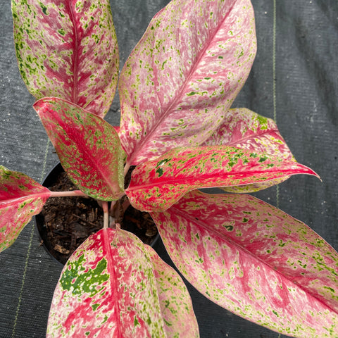 Aglaonema sp. Laynamthong