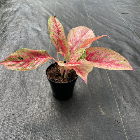Aglaonema sp. Laynamthong