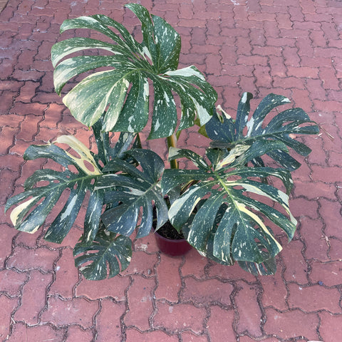 Monstera deliciosa 'Thai constellation' G