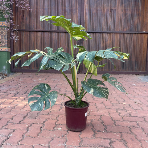 Monstera deliciosa 'Thai constellation' G