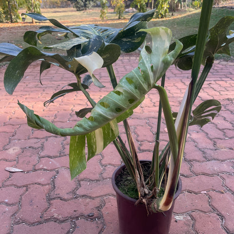 Monstera deliciosa 'Thai constellation' G
