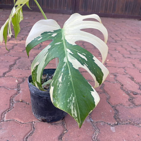 Plantas raras