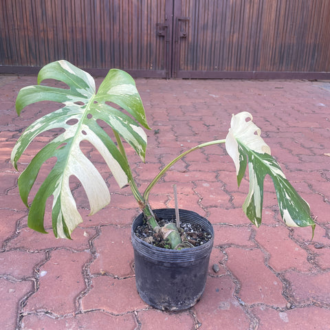 Monstera deliciosa 'Mint Variegata'
