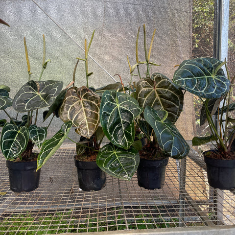 Anthurium x Crystallinum (Anthurium Botanic) #1