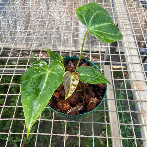 Anthurium magnificum 'norte'