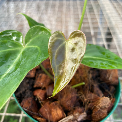 Anthurium magnificum 'norte'