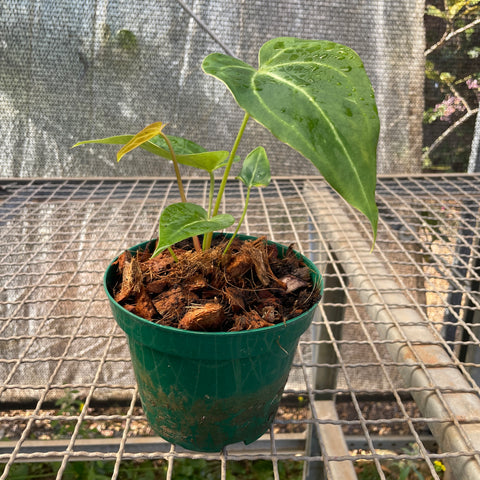 Anthurium magnificum 'norte'
