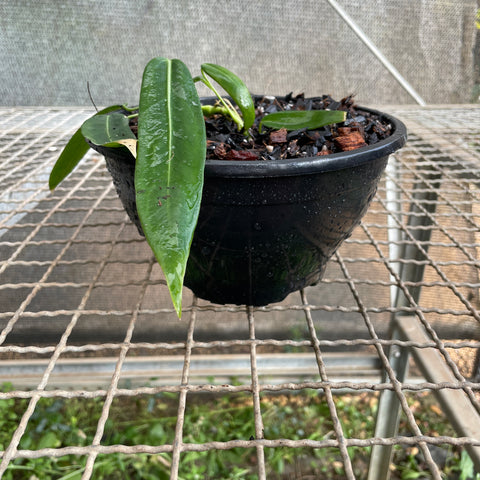 Anthurium pallidiflorum