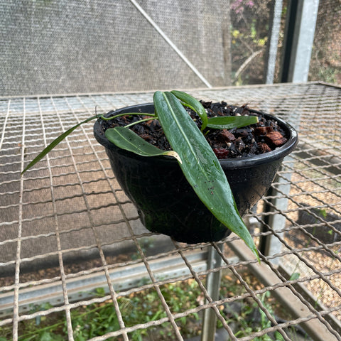 Anthurium pallidiflorum
