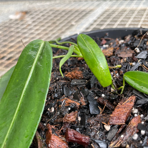 Anthurium pallidiflorum