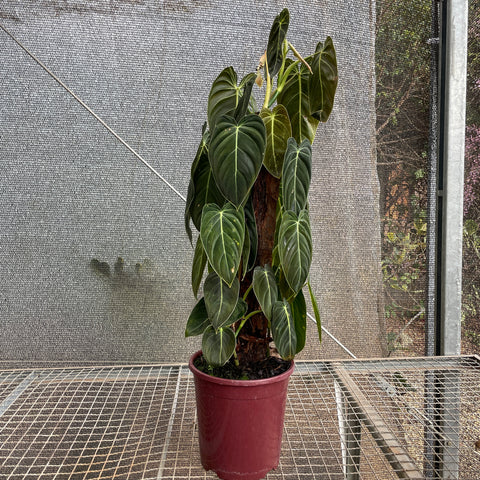 Philodendron melanochrysum - 01