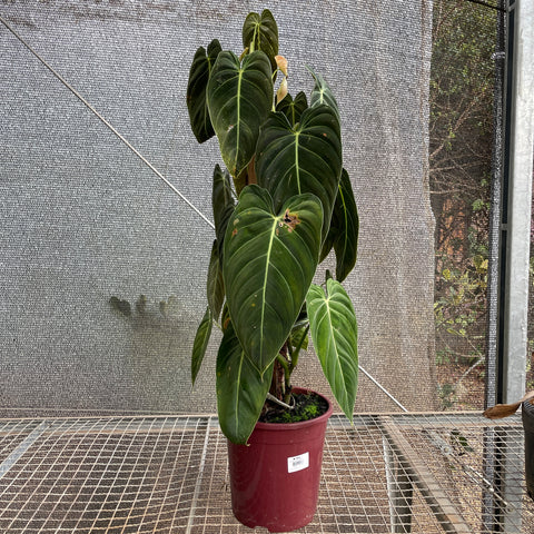 Philodendron melanochrysum - 01
