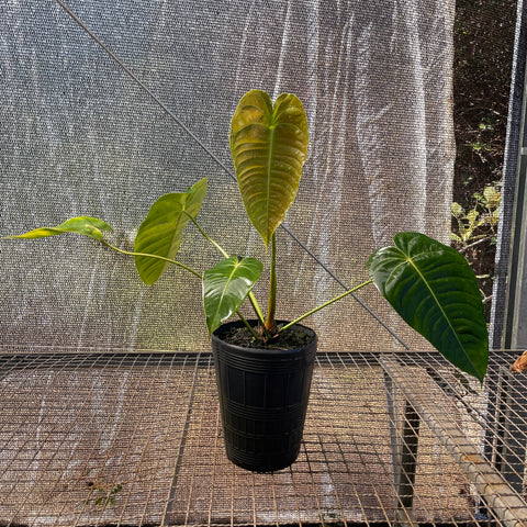 Anthurium Veitchii híbrido