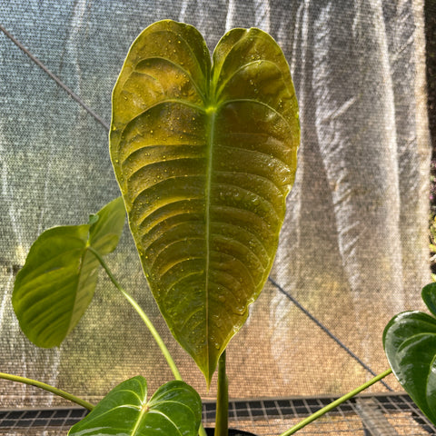 Anthurium Veitchii híbrido