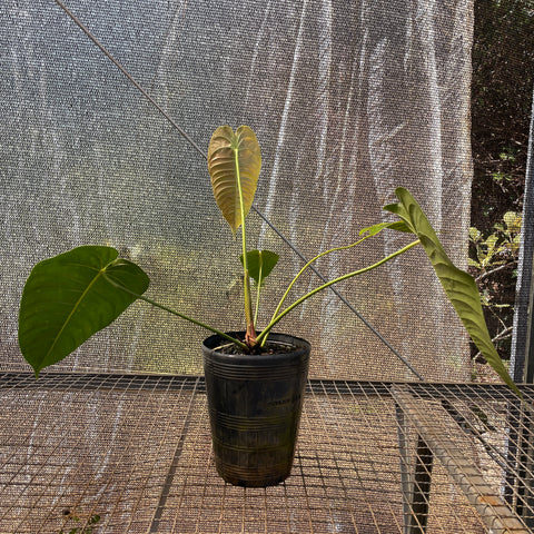 Anthurium Veitchii híbrido
