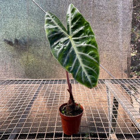 Alocasia Baginda 'pink dragon'