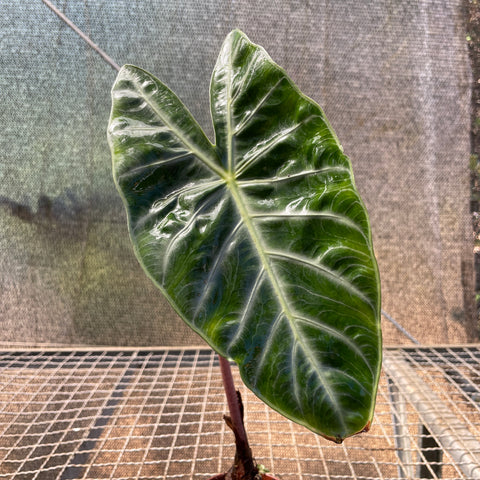 Alocasia Baginda 'pink dragon'
