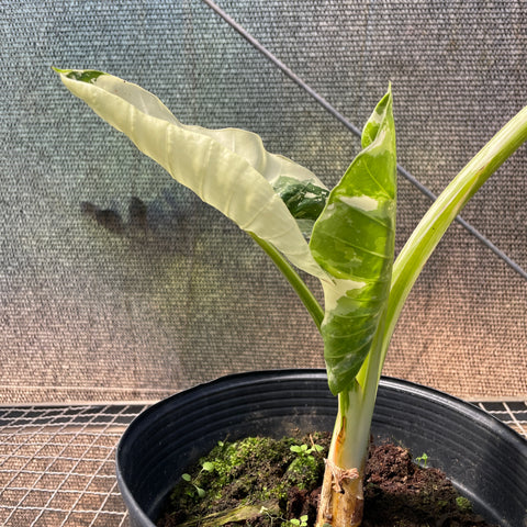 Alocasia macrorrhizos variegata