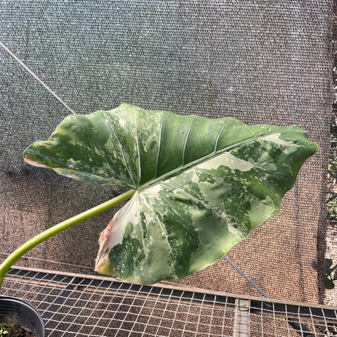 Alocasia macrorrhizos variegata