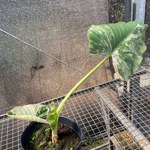 Alocasia macrorrhizos variegata