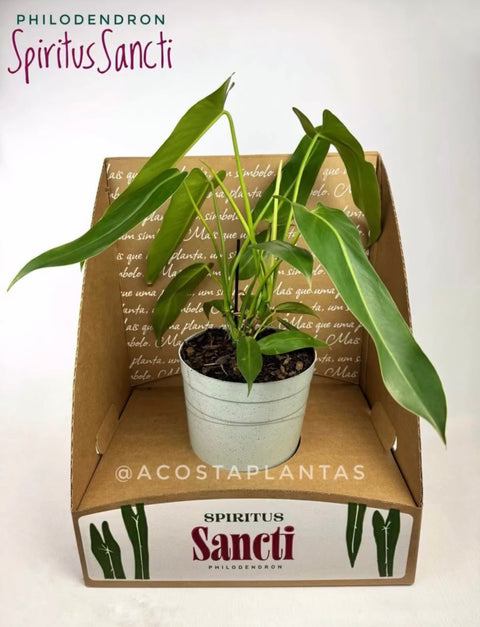 Philodendron Spiritus Sancti