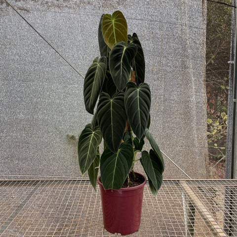 Philodendron melanochrysum - 02