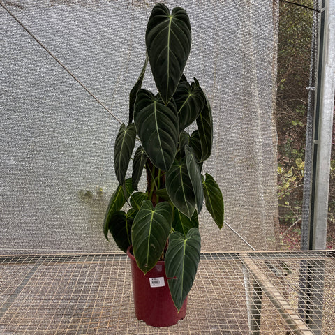 Philodendron melanochrysum - 02