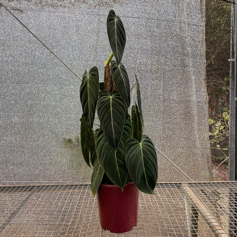 Philodendron melanochrysum - 03