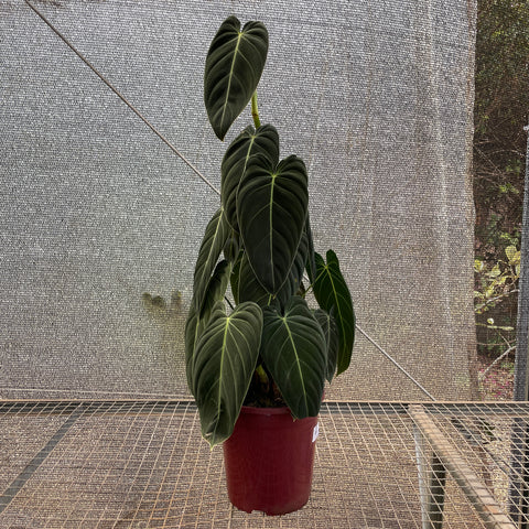 Philodendron melanochrysum - 03