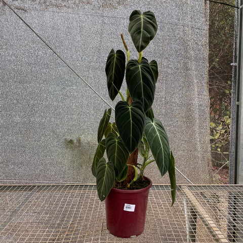 Philodendron melanochrysum - 04