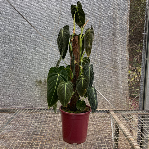 Philodendron melanochrysum - 04