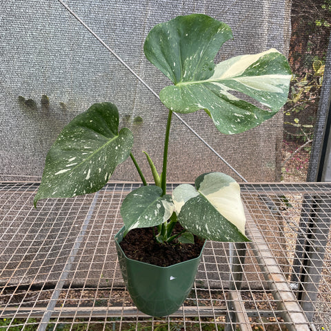 Monstera deliciosa 'Thai constellation'