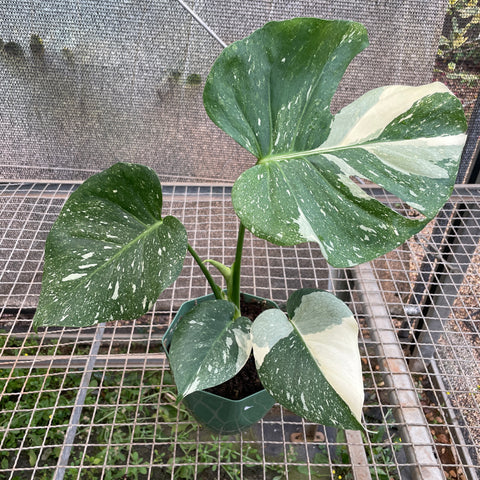 Monstera deliciosa 'Thai constellation'