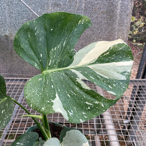 Monstera deliciosa 'Thai constellation'