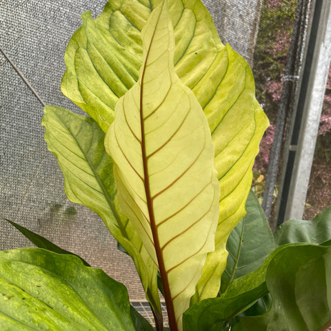 Anthurium Hookeri 'áurea'