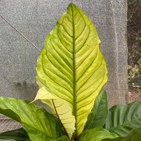 Anthurium Hookeri 'áurea'