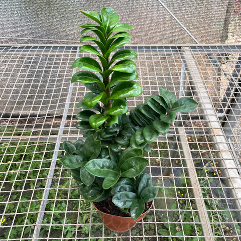 Zamioculca Zenzi
