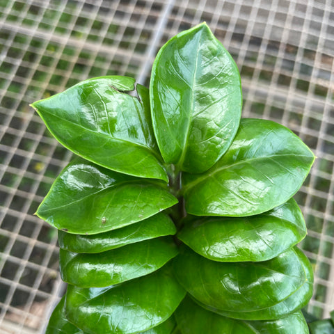 Zamioculca Zenzi