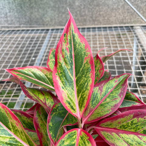 Aglaonema Siam Aurora 'flame'