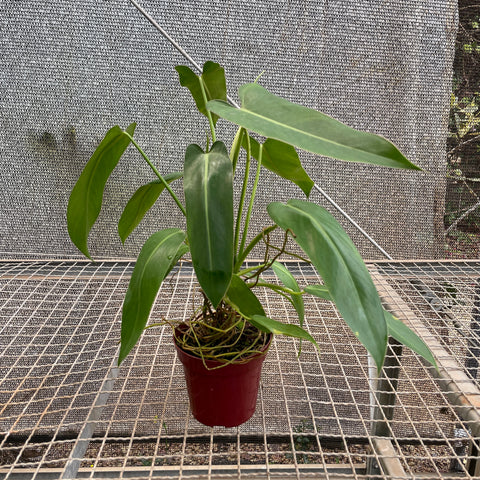 Philodendron Spiritus Sancti | Entre Raízes Botânica