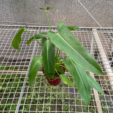 Philodendron Spiritus Sancti | Entre Raízes Botânica - Detalhe 2