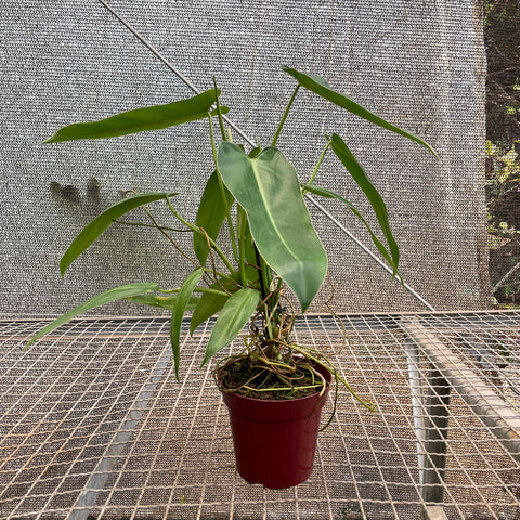 Philodendron Spiritus Sancti | Entre Raízes Botânica - Detalhe 3
