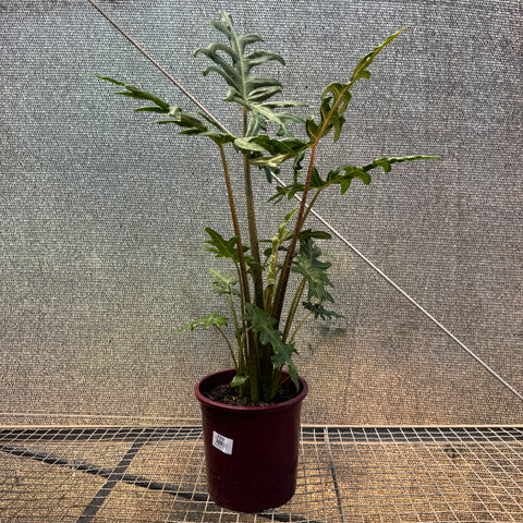 Alocasia portei