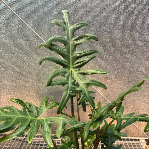 Alocasia portei