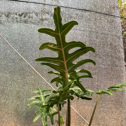Alocasia portei